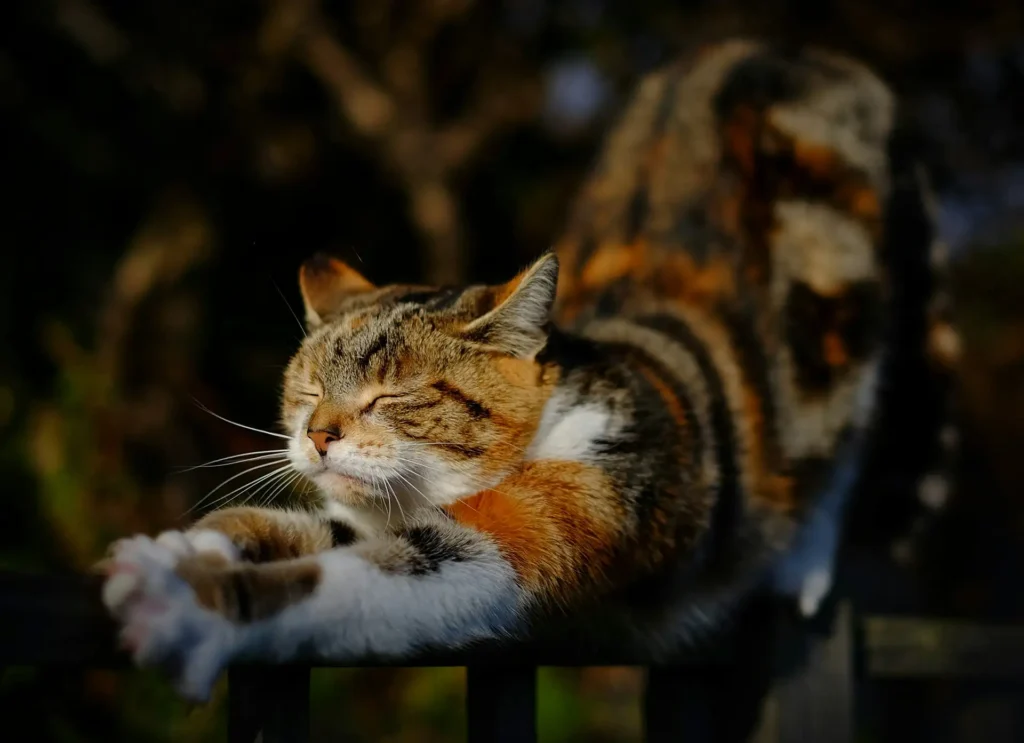 Cat stretching
